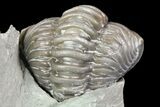 Wide, Enrolled Flexicalymene Trilobite - Ohio #72028-2